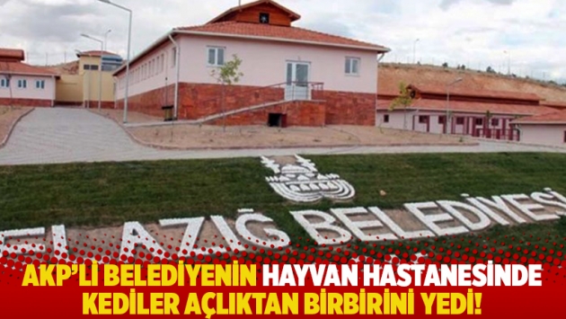 AKP'li belediyenin hayvan hastanesinde kediler açlıktan birbirini yedi!