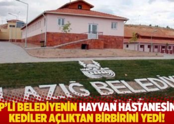 AKP'li belediyenin hayvan hastanesinde kediler a&ccedil;lıktan birbirini yedi!