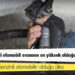 Avrupa'da LPG’li otomobil oranının en yüksek olduğu ülke Türkiye