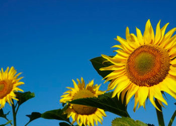 Ayçiçeği ve ham yağ ithalatında uygulanan gümrük vergisi yıl sonuna kadar sıfırlandı