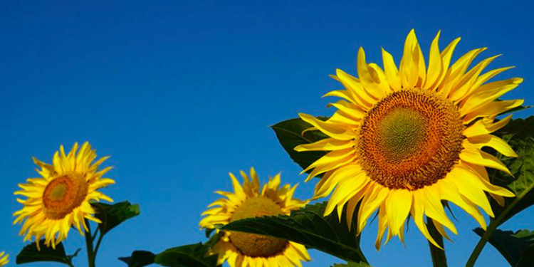 Ayçiçeği ve ham yağ ithalatında uygulanan gümrük vergisi yıl sonuna kadar sıfırlandı