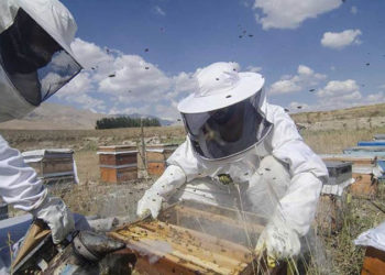 Bal üretiminde sert düşüş fiyatlara yansıdı: Yüzde 60 zamlandı