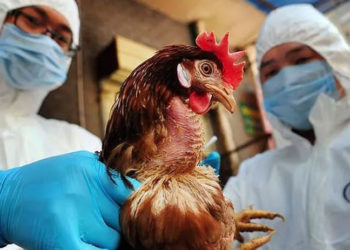 Bilim insanlarından yeni pandemi uyarısı: En az 8 kuş gribi türü dünyada dolaşıyor