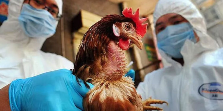 Bilim insanlarından yeni pandemi uyarısı: En az 8 kuş gribi türü dünyada dolaşıyor