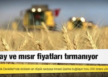 Buğday ve mısır fiyatları tırmanıyor
