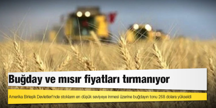 Buğday ve mısır fiyatları tırmanıyor