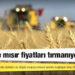 Buğday ve mısır fiyatları tırmanıyor
