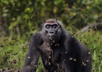 Doğa Koruma Vakfı'nın fotoğraf yarışmasında birinci belli oldu