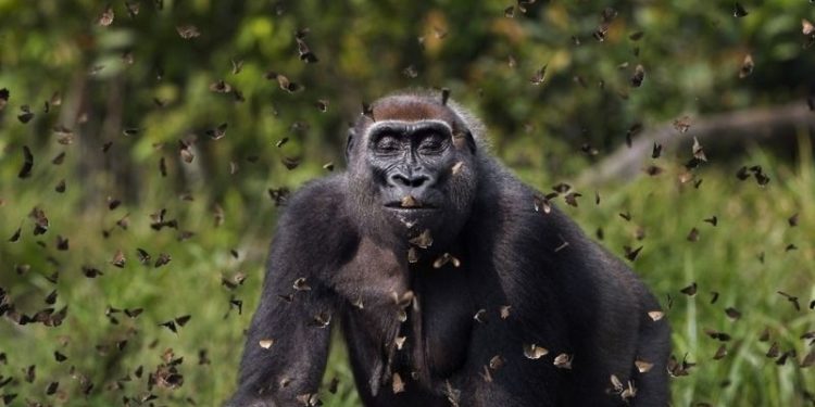 Doğa Koruma Vakfı'nın fotoğraf yarışmasında birinci belli oldu