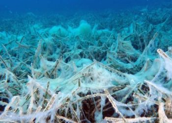 Ergene, Marmara'yı öldürüyor: Bakır 127 bin 219, çinko 3 bin 866, kurşun 7 bin 619 kat fazla çıktı