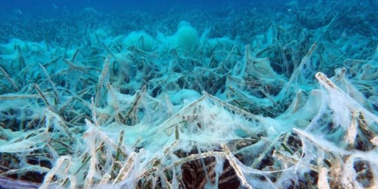 Ergene, Marmara'yı öldürüyor: Bakır 127 bin 219, çinko 3 bin 866, kurşun 7 bin 619 kat fazla çıktı