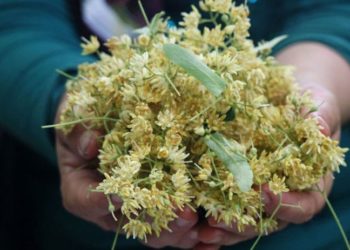 Ihlamurun fiyatları da uçtu, kilosu 400 lira