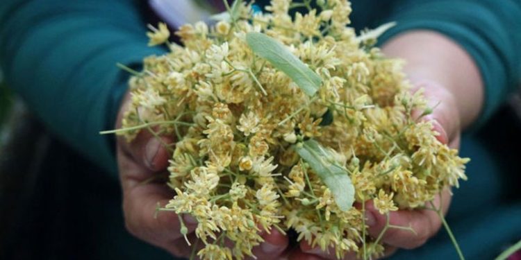 Ihlamurun fiyatları da uçtu, kilosu 400 lira