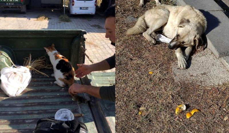 Kedi ve köpekleri tavuk ciğeri ile zehirlediler