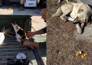 Kedi ve köpekleri tavuk ciğeri ile zehirlediler