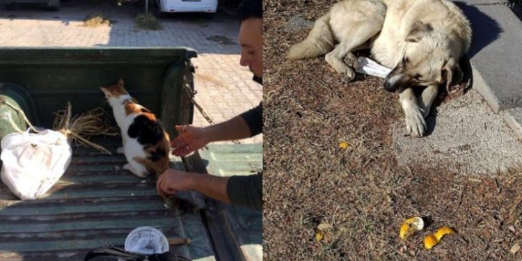 Kedi ve köpekleri tavuk ciğeri ile zehirlediler