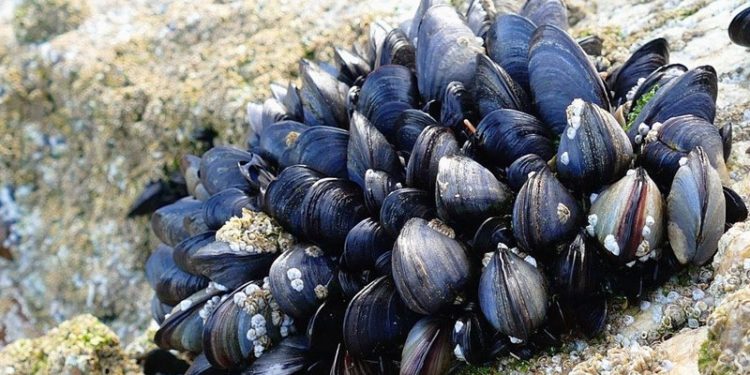 Marmara'nın temizlenmesi için 45 bin ton midye yetiştirilecek