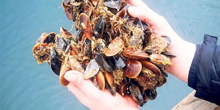 Midye yetiştirene ‘deniz vergisi’