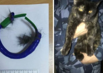Rusya'da boynundaki tasmayla hapishane içinde uyuşturucu taşıyan kedi yakalandı