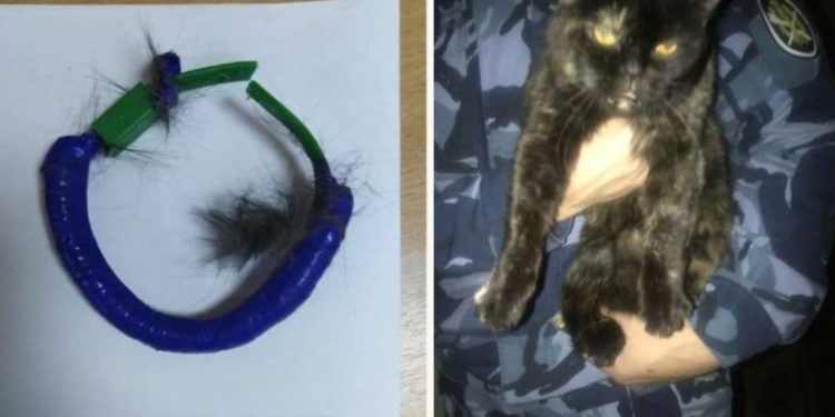 Rusya'da boynundaki tasmayla hapishane içinde uyuşturucu taşıyan kedi yakalandı