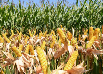 TMO, 325 bin ton mısır ithal edecek