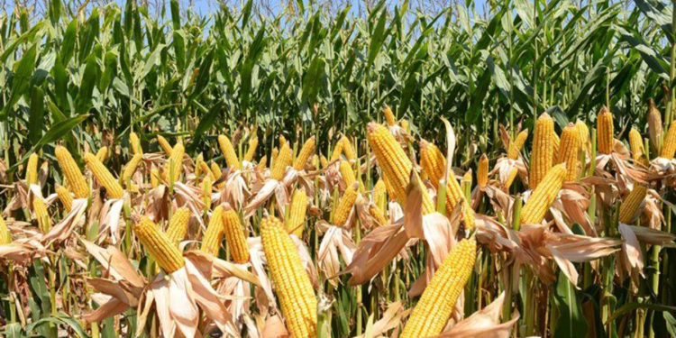 TMO, 325 bin ton mısır ithal edecek