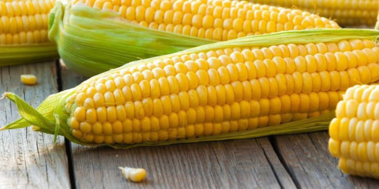 TMO, uluslararası ihaleyle 325 ton mısır aldı