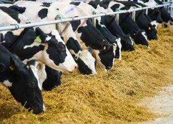 Tarımsal desteklerde gelecek yıl aslan payı hayvancılığın