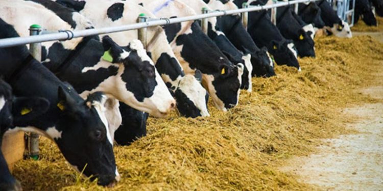 Tarımsal desteklerde gelecek yıl aslan payı hayvancılığın