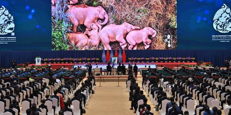 Tür çeşitliliğini korumak için yeni deklarasyon