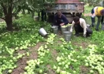 Çiftçi dibe vurdu! Tokat’ta çiftçiler elmaları satamayınca ağaçları silkeledi