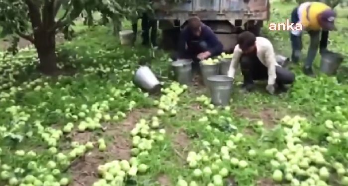 Çiftçi dibe vurdu! Tokat’ta çiftçiler elmaları satamayınca ağaçları silkeledi