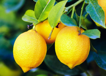 Üreticiden limon tepkisi: Tarlada 1 TL olan ürün, Tarım Kredi marketinde 5,9 lira