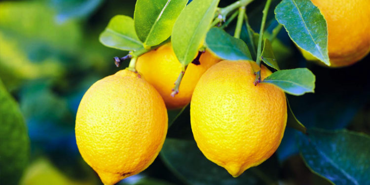 Üreticiden limon tepkisi: Tarlada 1 TL olan ürün, Tarım Kredi marketinde 5,9 lira