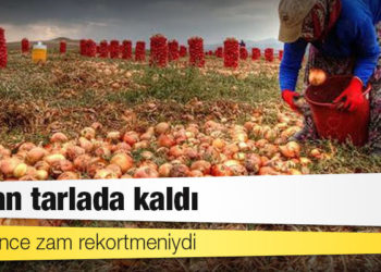 İki yıl önce zam rekortmeniydi: Soğan tarlada kaldı