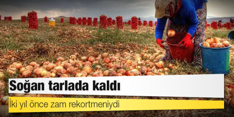 İki yıl önce zam rekortmeniydi: Soğan tarlada kaldı