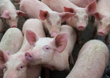 İngiltere'de kasap krizi; binlerce domuz öldürülebilir