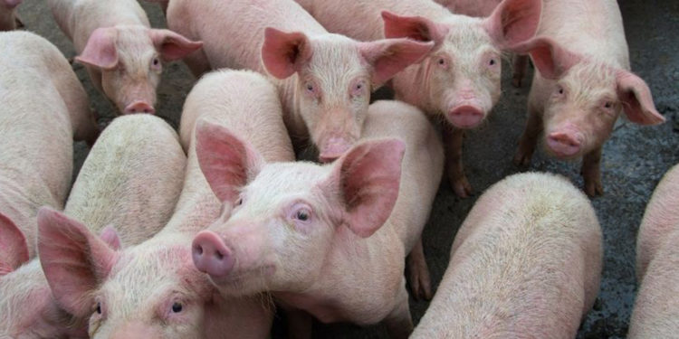 İngiltere'de kasap krizi; binlerce domuz öldürülebilir