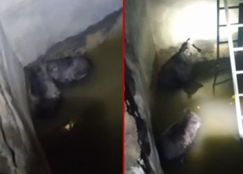Şemdinli'de sulama havuzuna düşen iki yavru ayı kurtarıldı