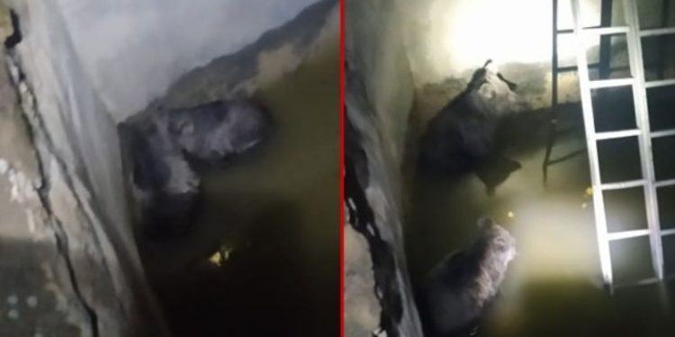 Şemdinli'de sulama havuzuna düşen iki yavru ayı kurtarıldı