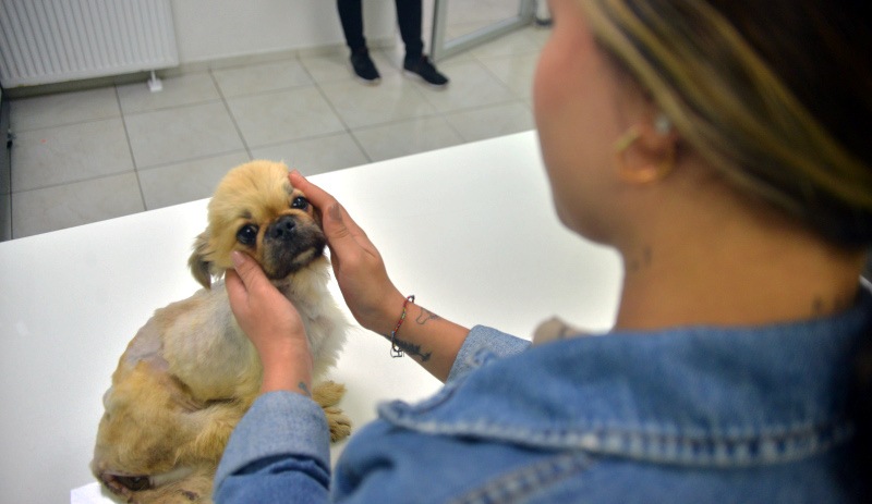 Ölüme terk edilen köpek cinsel saldırıya uğramış