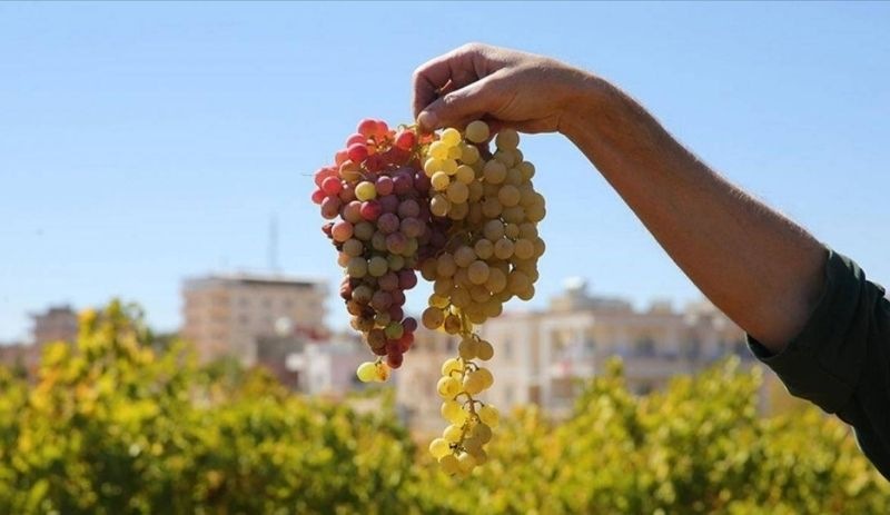 Üzümde hasat zamanı: Mezopotamya topraklarında Süryanilerin binlerce yıllık şarap kültürü