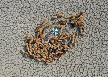 Ödüllü çevre fotoğrafları iklim değişikliğinin boyutlarını gözler önüne seriyor