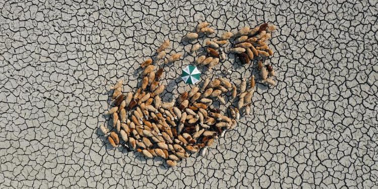 Ödüllü çevre fotoğrafları iklim değişikliğinin boyutlarını gözler önüne seriyor