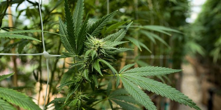 Almanya’da üç siyasi parti, eğlence amaçlı esrar satışı ve kullanımı konusunda uzlaştı