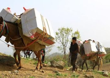 15 yaşındaki Kürt kolber katırları öldürüldüğü için yaşamına son verdi