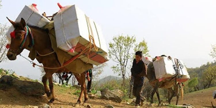 15 yaşındaki Kürt kolber katırları öldürüldüğü için yaşamına son verdi