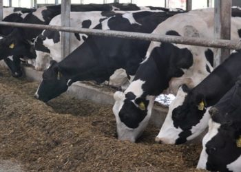 '40 yıldır ilk kez bu tür kriz yaşanıyor'