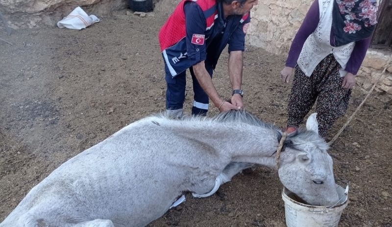 5 gündür mağarada mahsur kalan at kurtarıldı