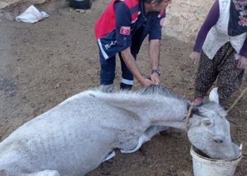 5 gündür mağarada mahsur kalan at kurtarıldı